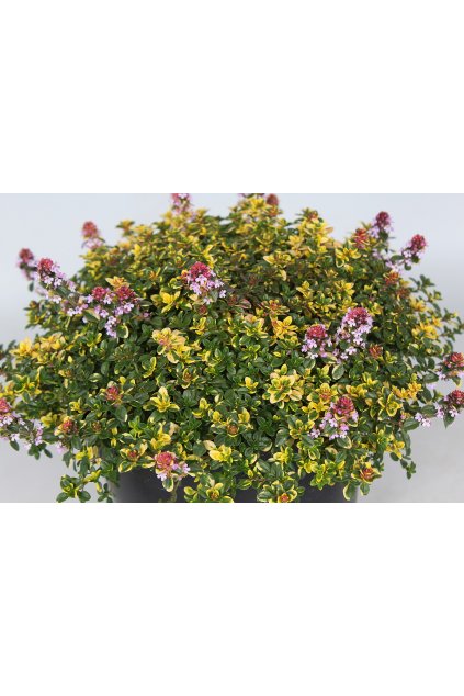 sambesi thymus x citriodorus 71453 1