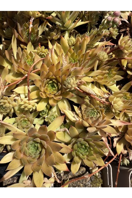 Sempervivum LOA - netřesk
