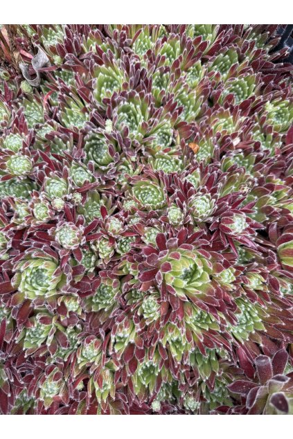 Sempervivum BEDIVERE - netřesk