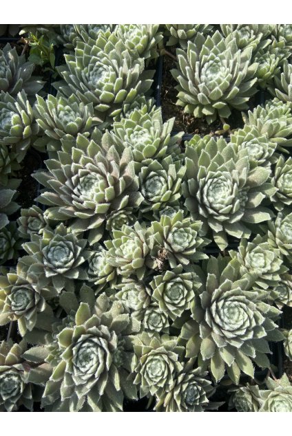 Sempervivum hybridum ROSA MÄDCHEN - netřesk