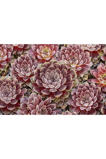 scorpius sempervivum hybrida 76118 3