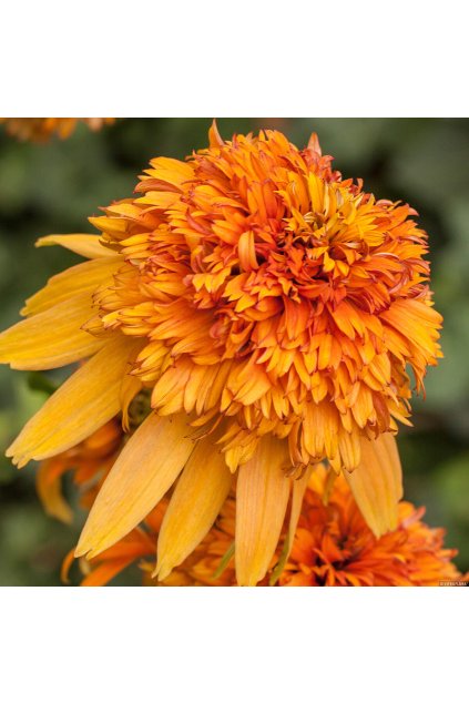 marmalade echinacea hybrida 79253 1