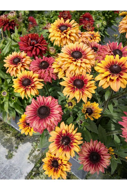 flamenco apricot rudbeckia hirta 72948 3
