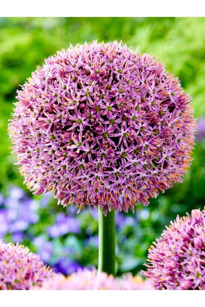 Allium Lucky Balloons