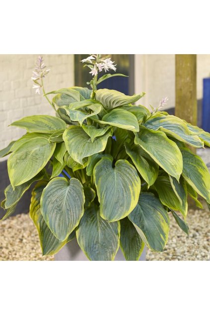 Funkia Hosta Wu La La