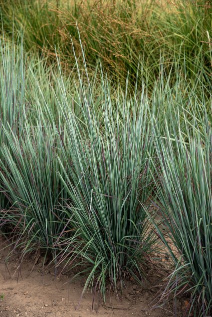 standing ovation schizachyrium scoparium 79145 1