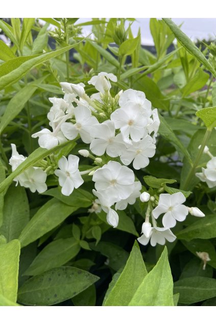 Phlox paniculata DAVID - plamenka latnatá, flox