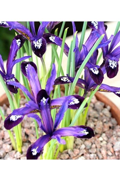 Iris reticulata BLUE NOTE