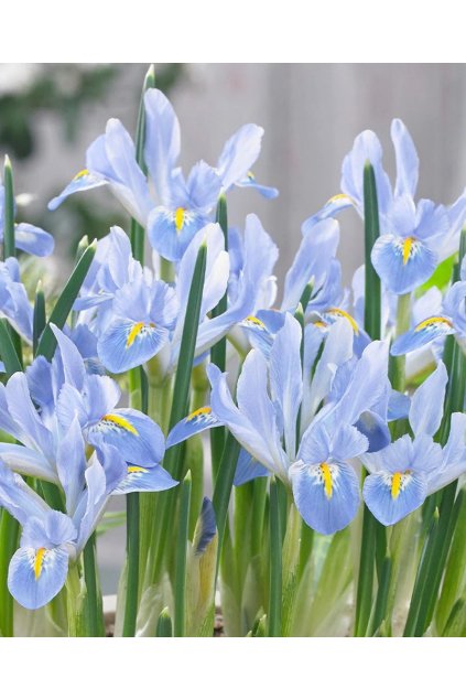 Iris reticulata Blue Planet1