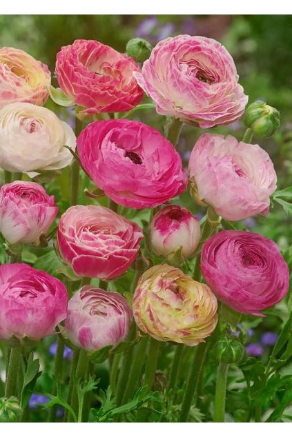 Ranunculus Aviv PICOTEE ROSE