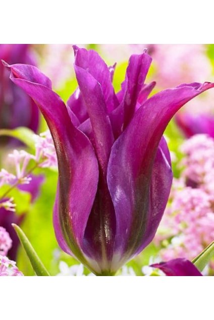 Tulipán Purple Doll
