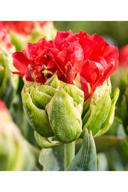 Tulipán Bull's Eye
