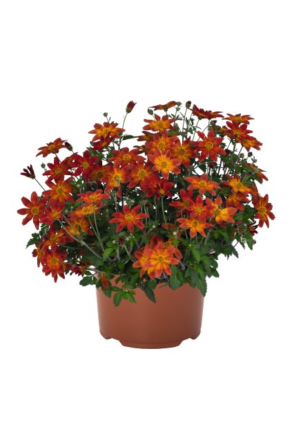 Bidens Bidy Boom RED - dvouzubec