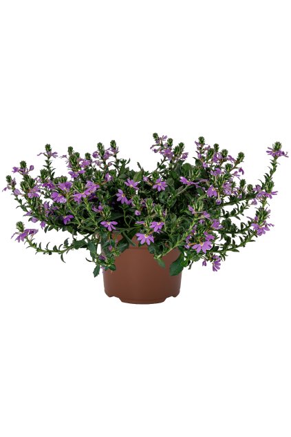 72972 Scaevola Scala Blue