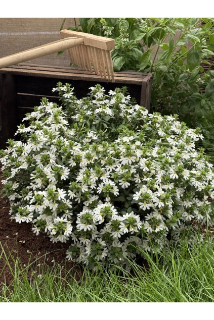 Scaevola Scala WHITE - vějířovka