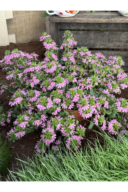 Scaevola Scala PINK - vějířovka