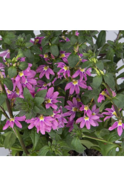 72986 annuals22 125