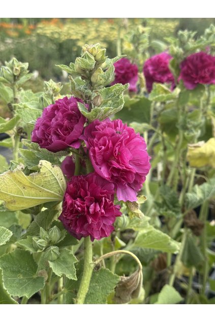 Alcea rosea DOUBLE VIOLET - topolovka, proskurník