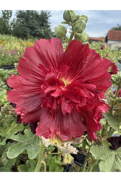Alcea rosea spring celebrities CRIMSON - topolovka, proskurník