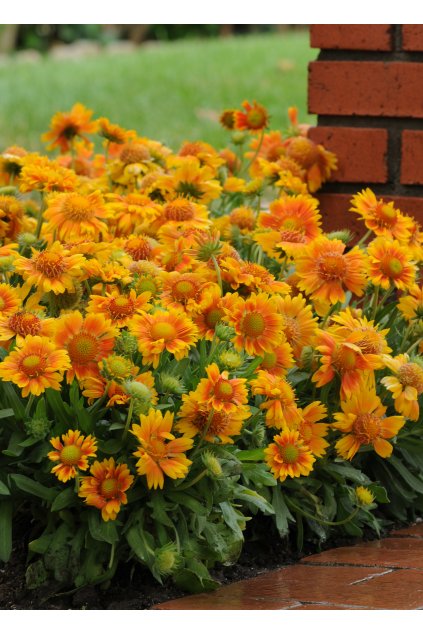 Gaillardia MESA PEACH1
