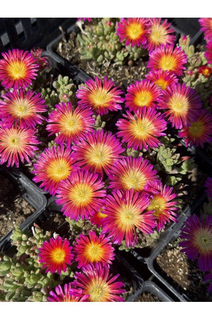 Delosperma cooperi SOLSTICE PURPLE BICOLOR - kosmatec