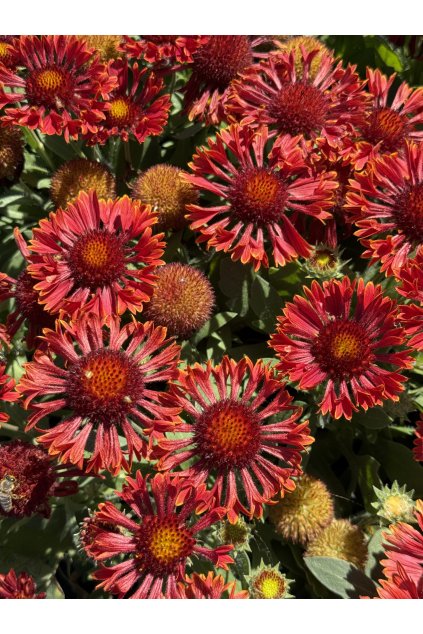 Gaillardia aristata MARIACHI CAROUSEL - kokarda