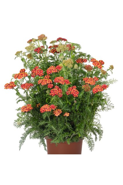 Achillea SKYSAIL FIRE