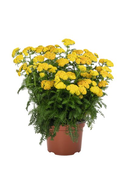 Achillea SKYSAIL YELLOW