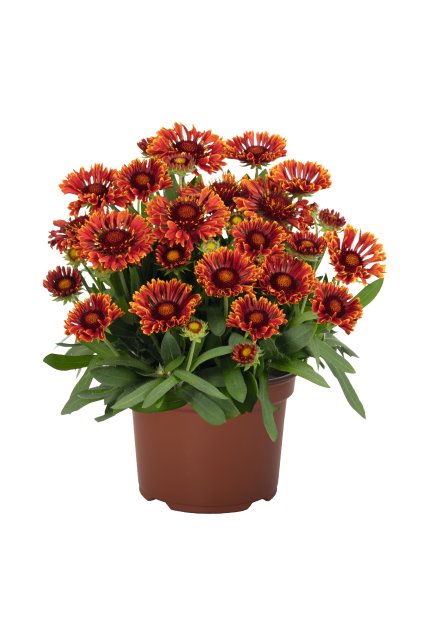 62550 Gaillardia aristata SpinTop Mariachi Red Sky