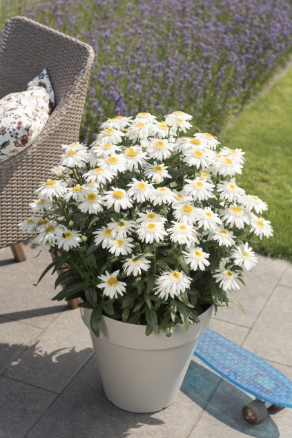 80621 Leucanthemum Sweet Daisy™ Birdy 30293