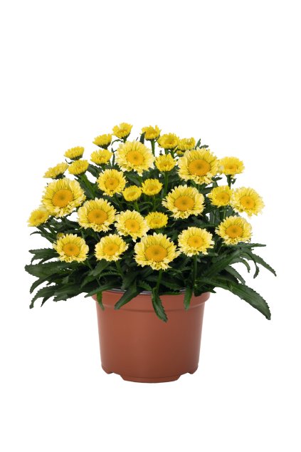 84023 Leucanthemum Sweet Daisy Izabel 8594