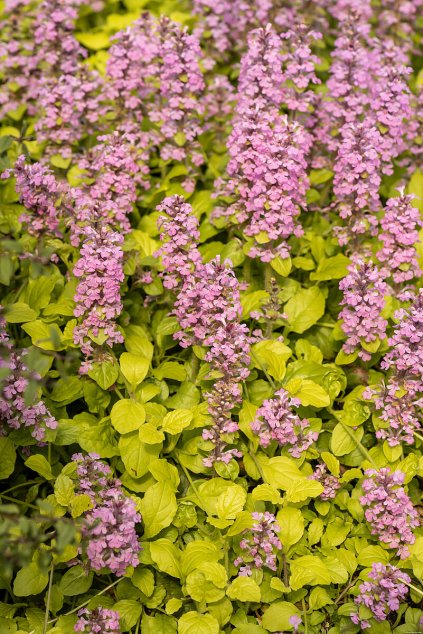 gold chang ajuga reptans 74483 1