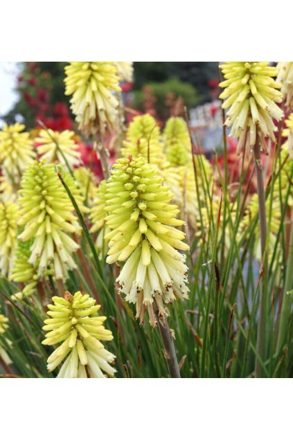 Kniphofia POCO CITRON1