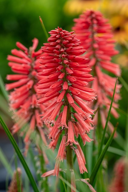 poco red kniphofia hybrida 75041 1