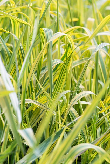 phalaris arctic sun 1
