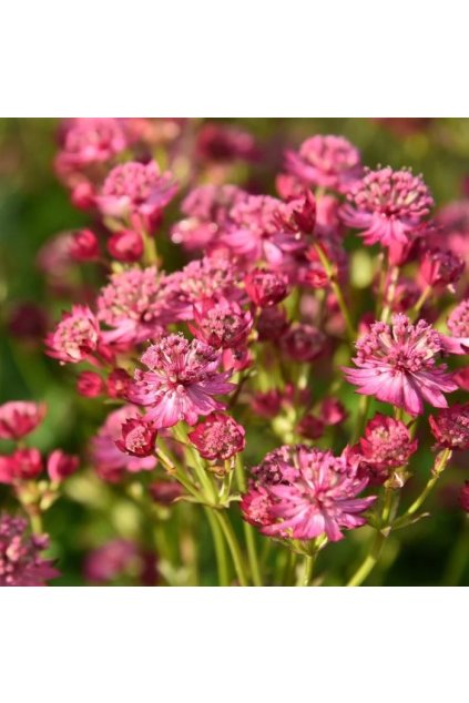 Astrantia major CERISE BUTTON