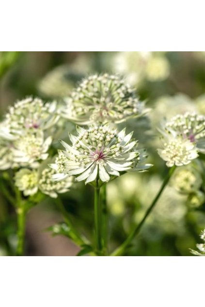 astrantia major SHAGGY