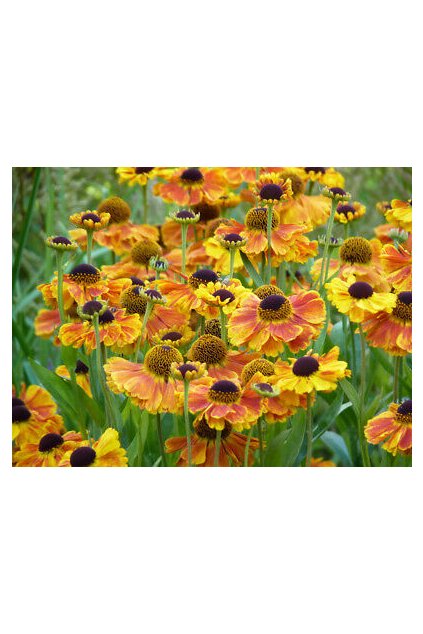 Helenium SAHIN'S EARLY FLOWERER1