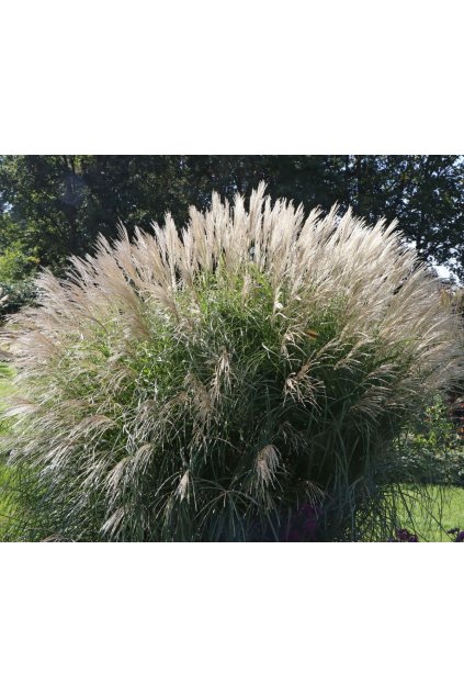 Miscanthus federweisser