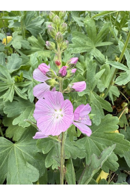 Sidalcea LILAC CANDICE - slézovník, topolovka luční