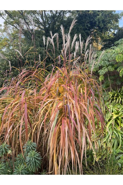 Miscanthus ROSSI