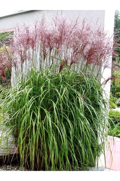 Miscanthus ROTFEDER2