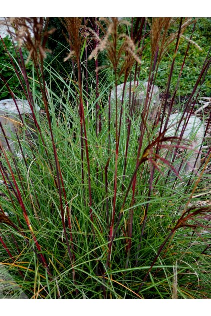 Miscanthus SERENGETI