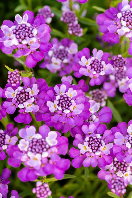 absolutely amethyst iberis sempervirens 71509 1