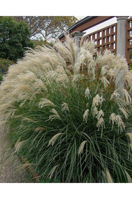 miscanthus yakusima dwarf