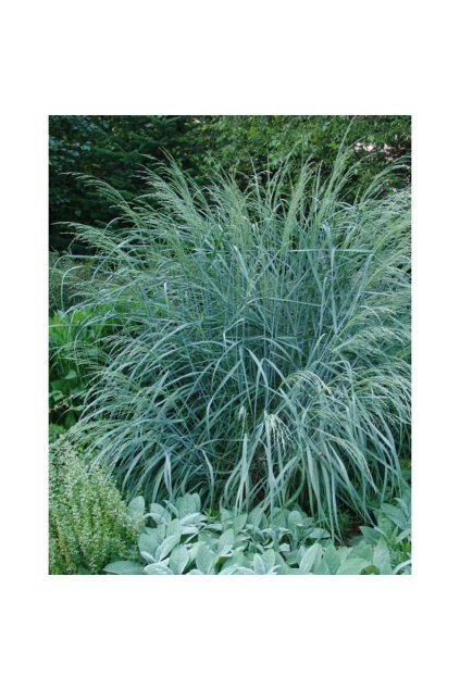 panicum amarum dewey blue tengerparti koles