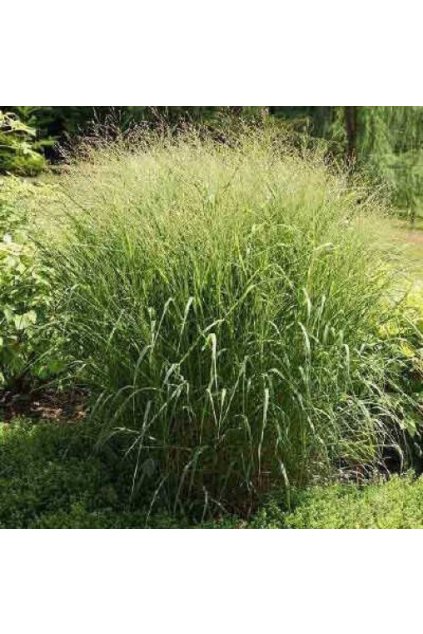 Panicum virgatum strictum1