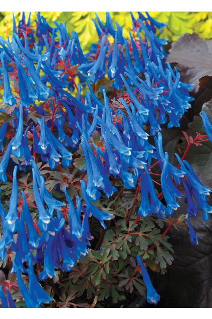 blue heron corydalis curviflora 79428 2
