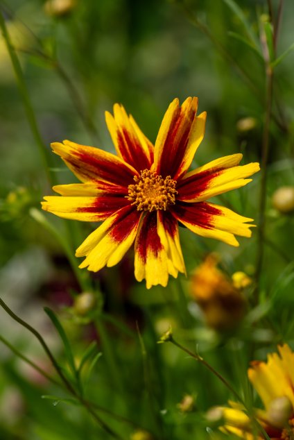 golden stardust coreopsis grandiflora 72333 1