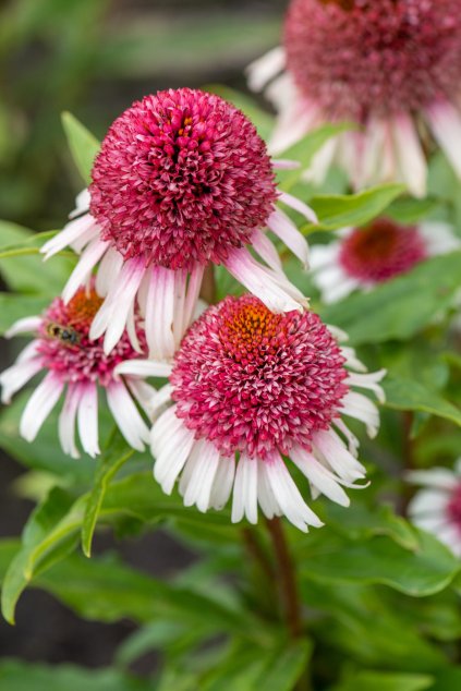 strawberry and cream echinacea hybrida 77450 1